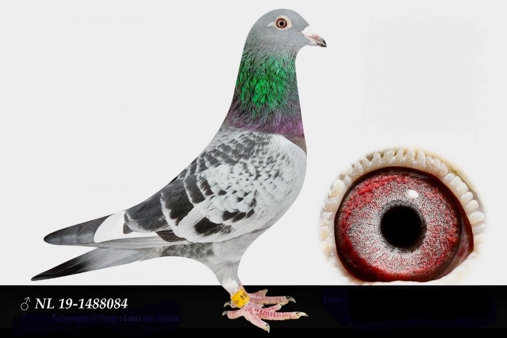 Zware fond duiver voor Barcelona, Mâle, Pigeon voyageur