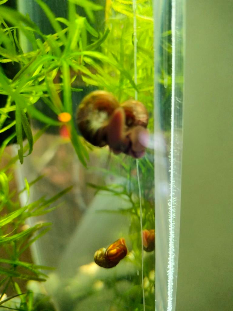 Bruine posthoornslakken, Dieren en Toebehoren
