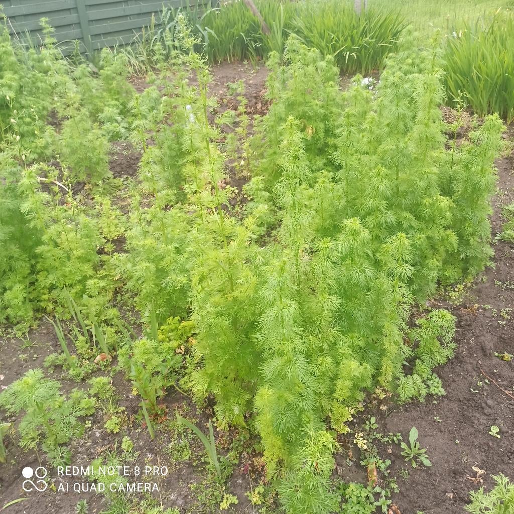 ridderspoor (enkele bloem), Volle zon, Eenjarig, Zomer, Ophalen