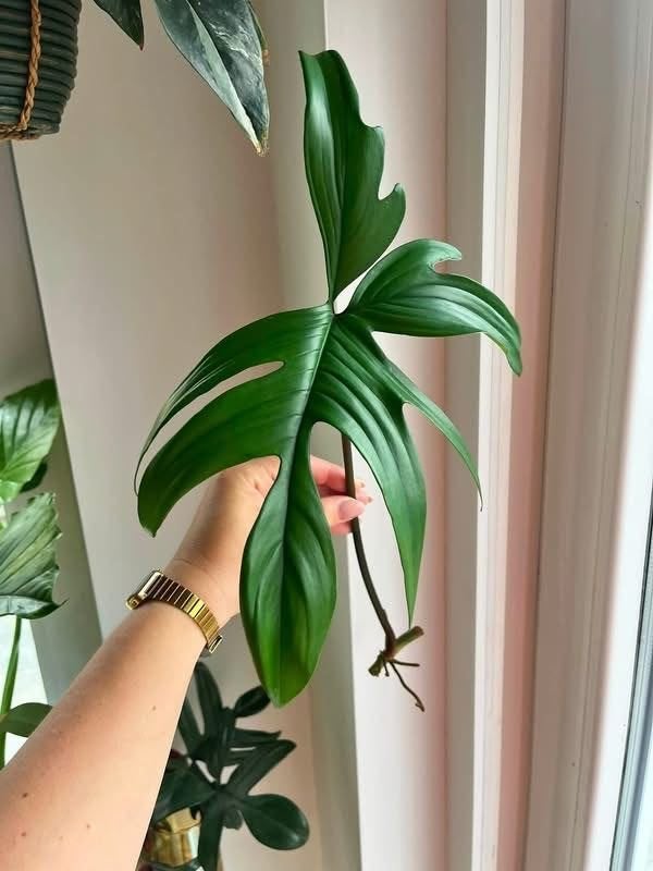 Philodendron Pedatum stekken, Ophalen of Verzenden