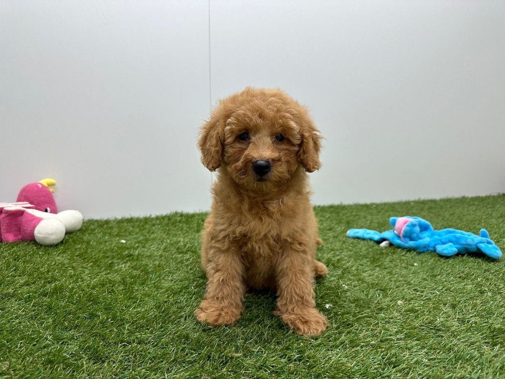Chiots Caniches nains