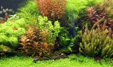 Aquarium planten ( 6 soorten), Dieren en Toebehoren, Ophalen, Nieuw