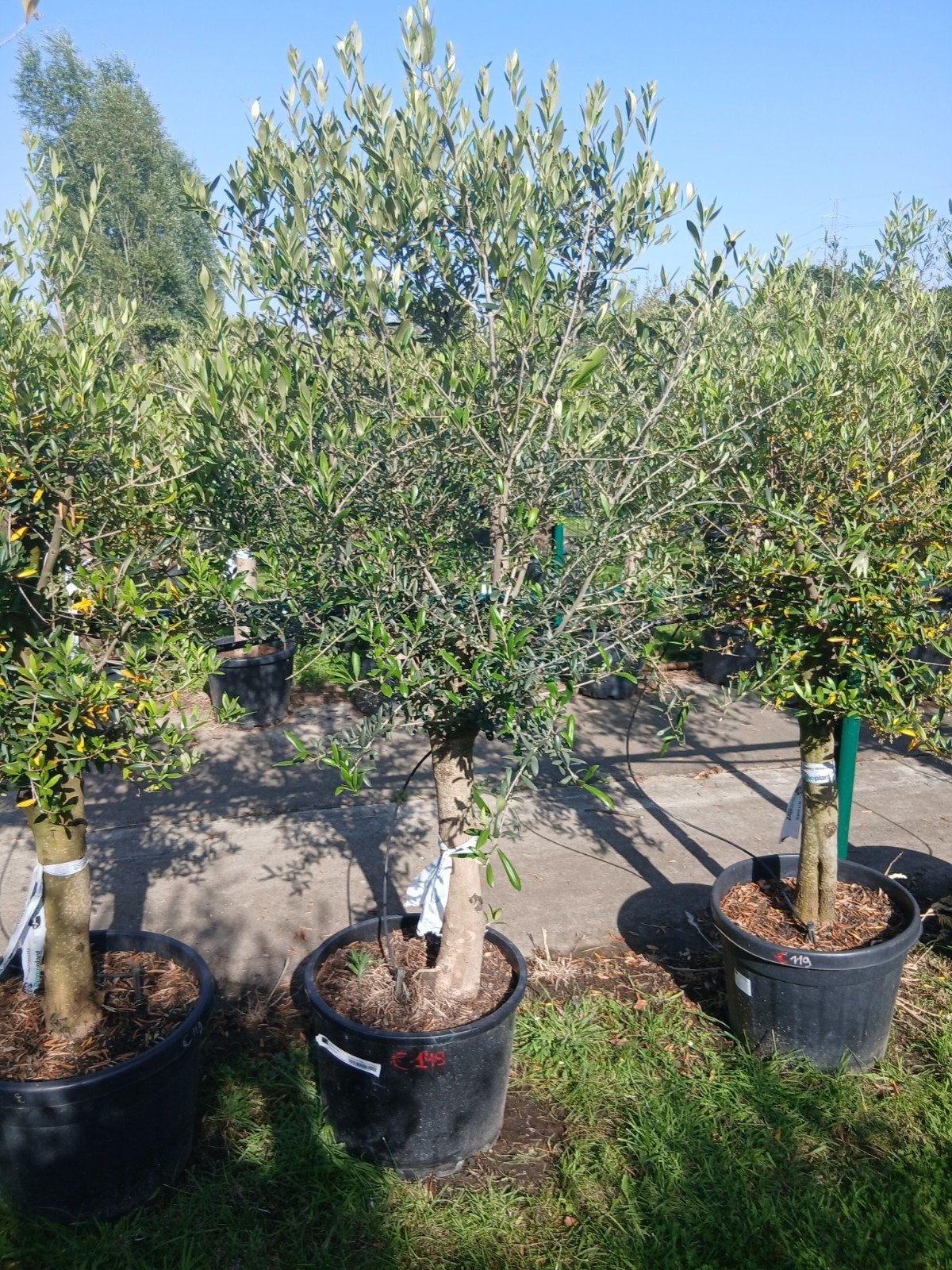 ‼️olijfbomen olea europaea aan stuntprijzen ‼️, Tuin en Terras, Ophalen