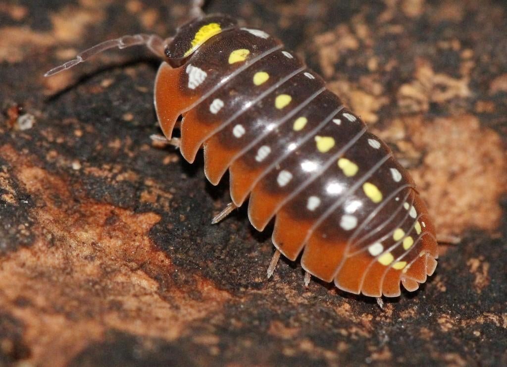 Isopods, Dieren en Toebehoren, Insecten en Spinnen, Overige soorten
