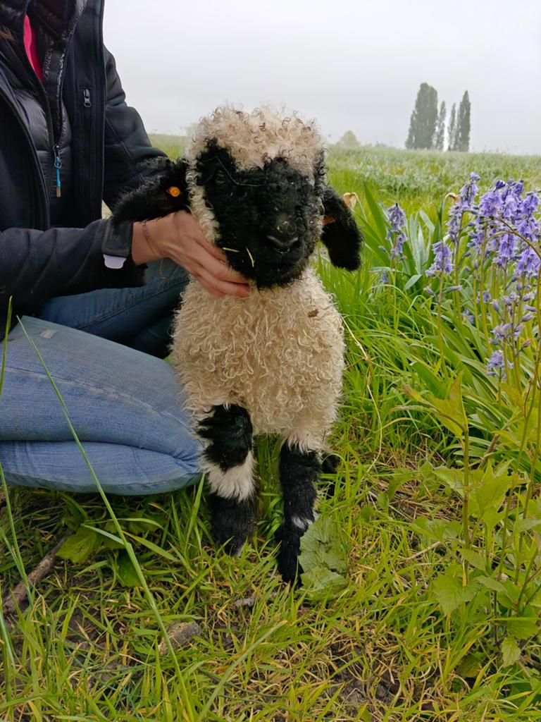 Walliser lammetjes, Dieren en Toebehoren