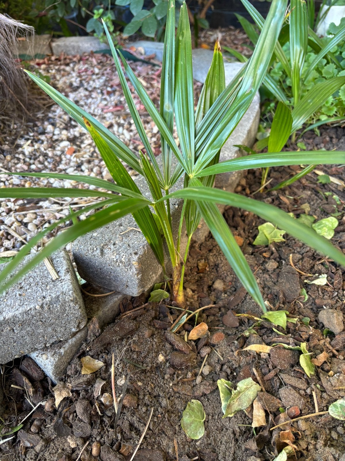 palmboomstek chinese waaierpalm/trachycarpus fortuneii, Ophalen, Volle zon