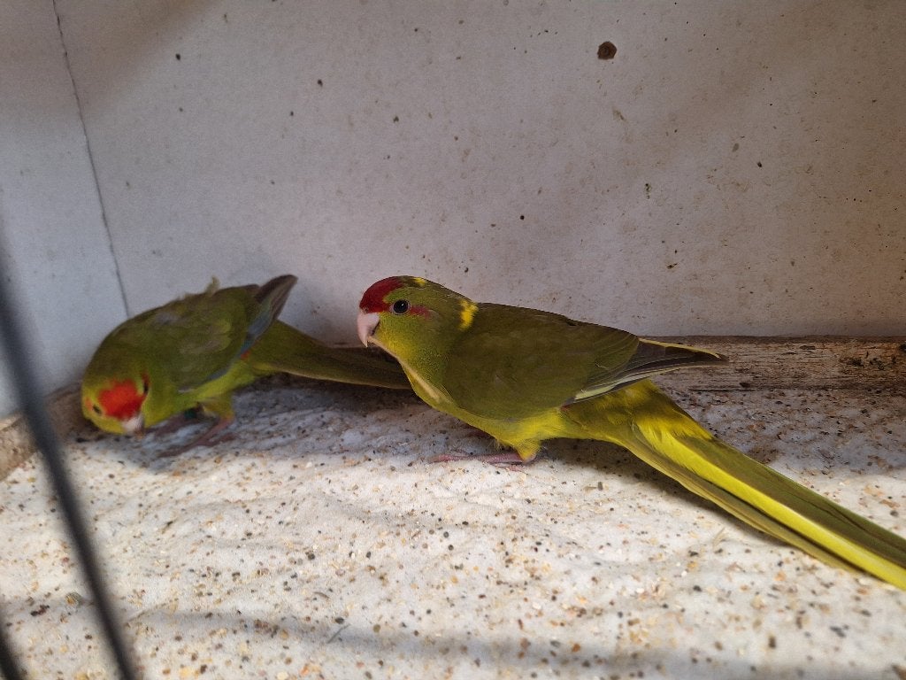 Kakariki's, Animaux & Accessoires, Oiseaux | Perruches & Perroquets, Plusieurs animaux, Perruche, Bagué