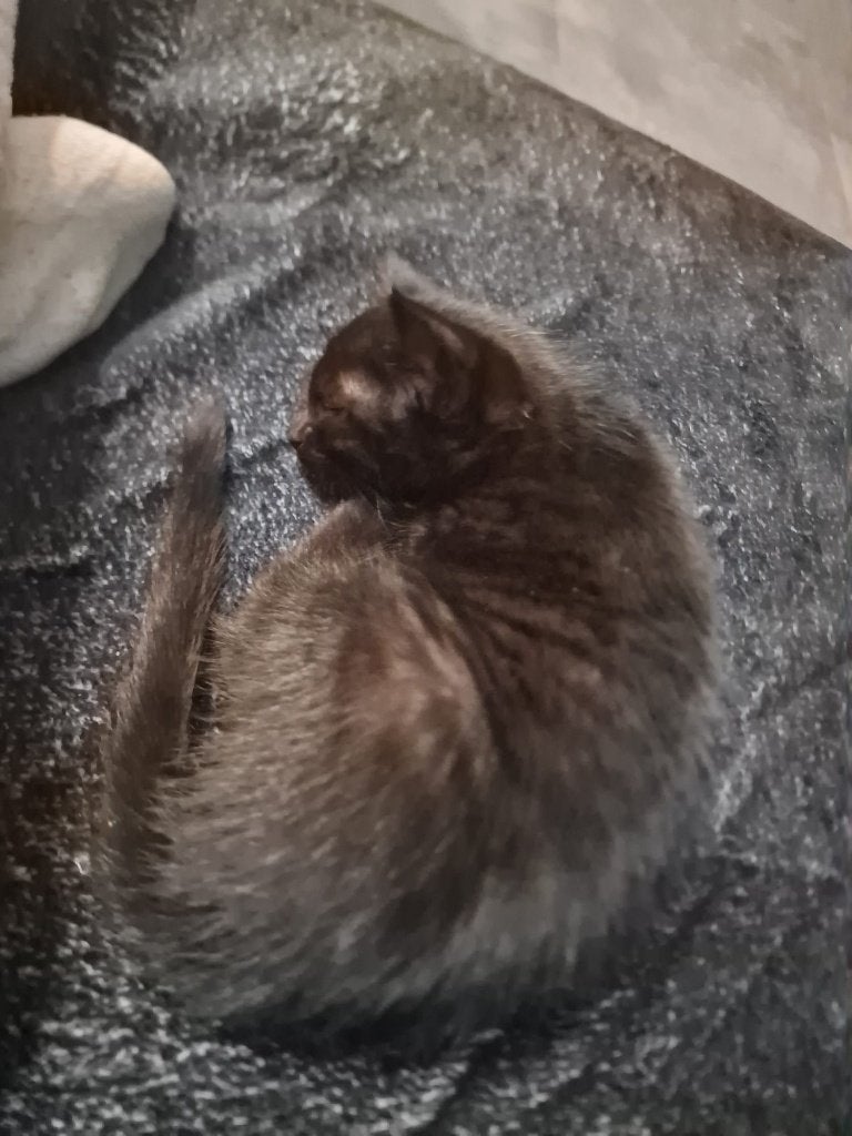 À donner – Adorable chatonne noire, Animaux & Accessoires, Chatte ou Chat, À poils longs, 0 à 2 ans
