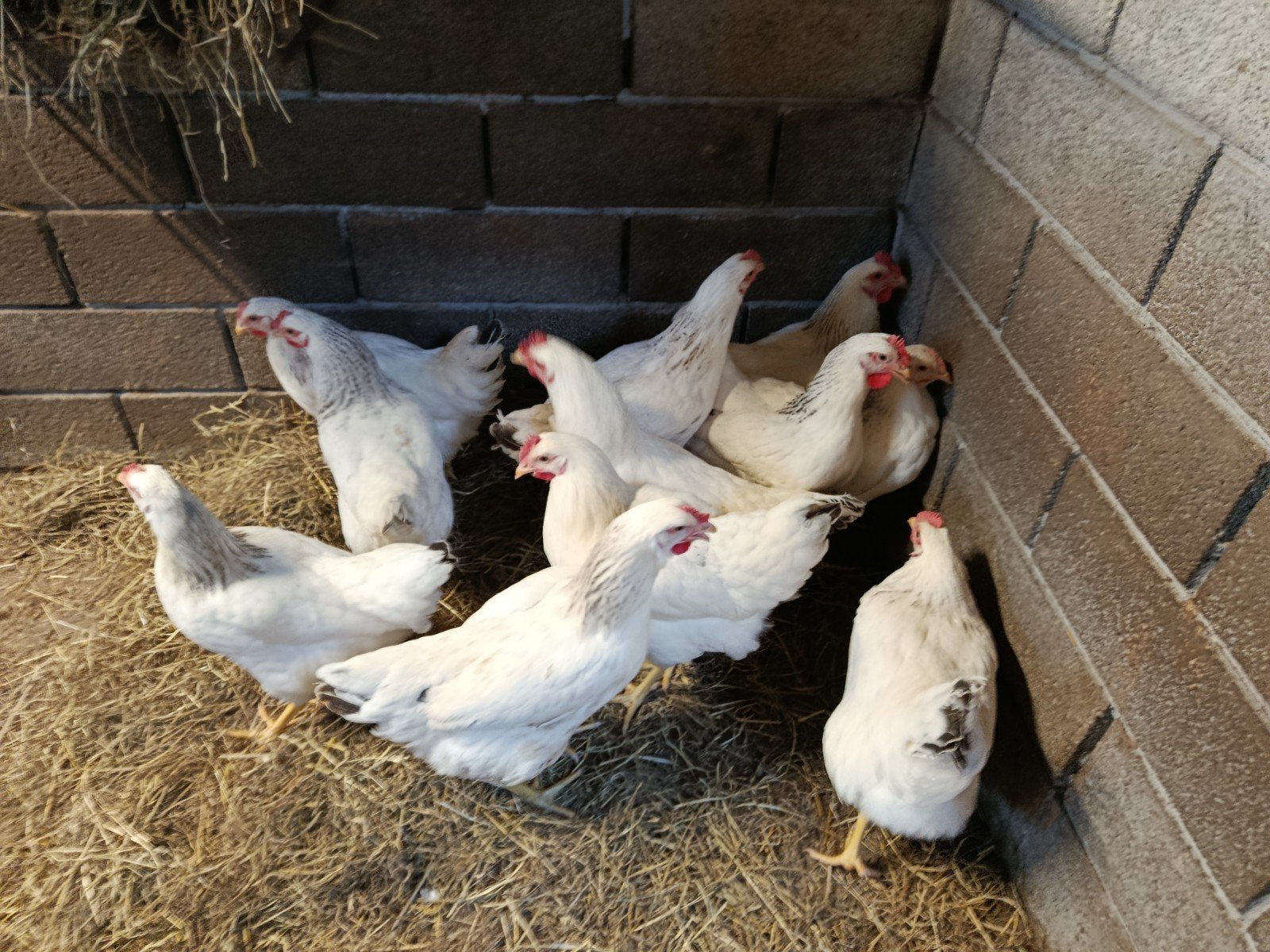 12 toplegkippen sussex, Poule ou poulet