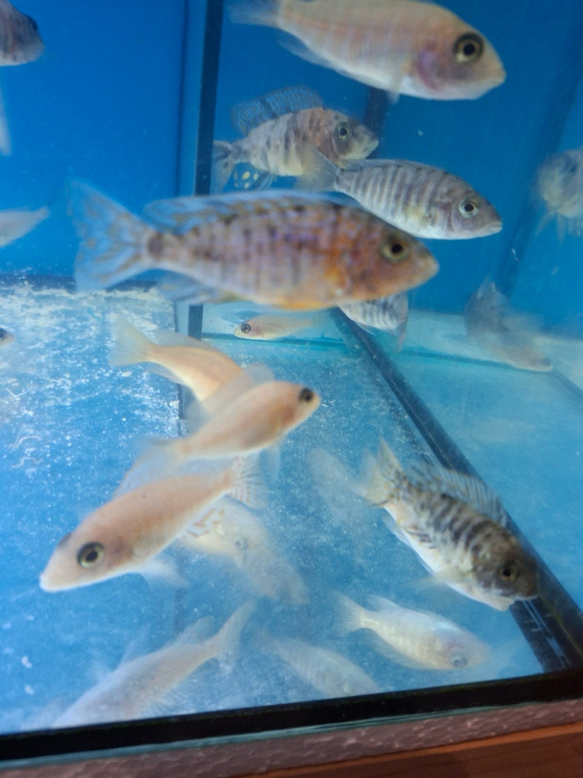 Cichlides malawi . Aulonocara multi colors