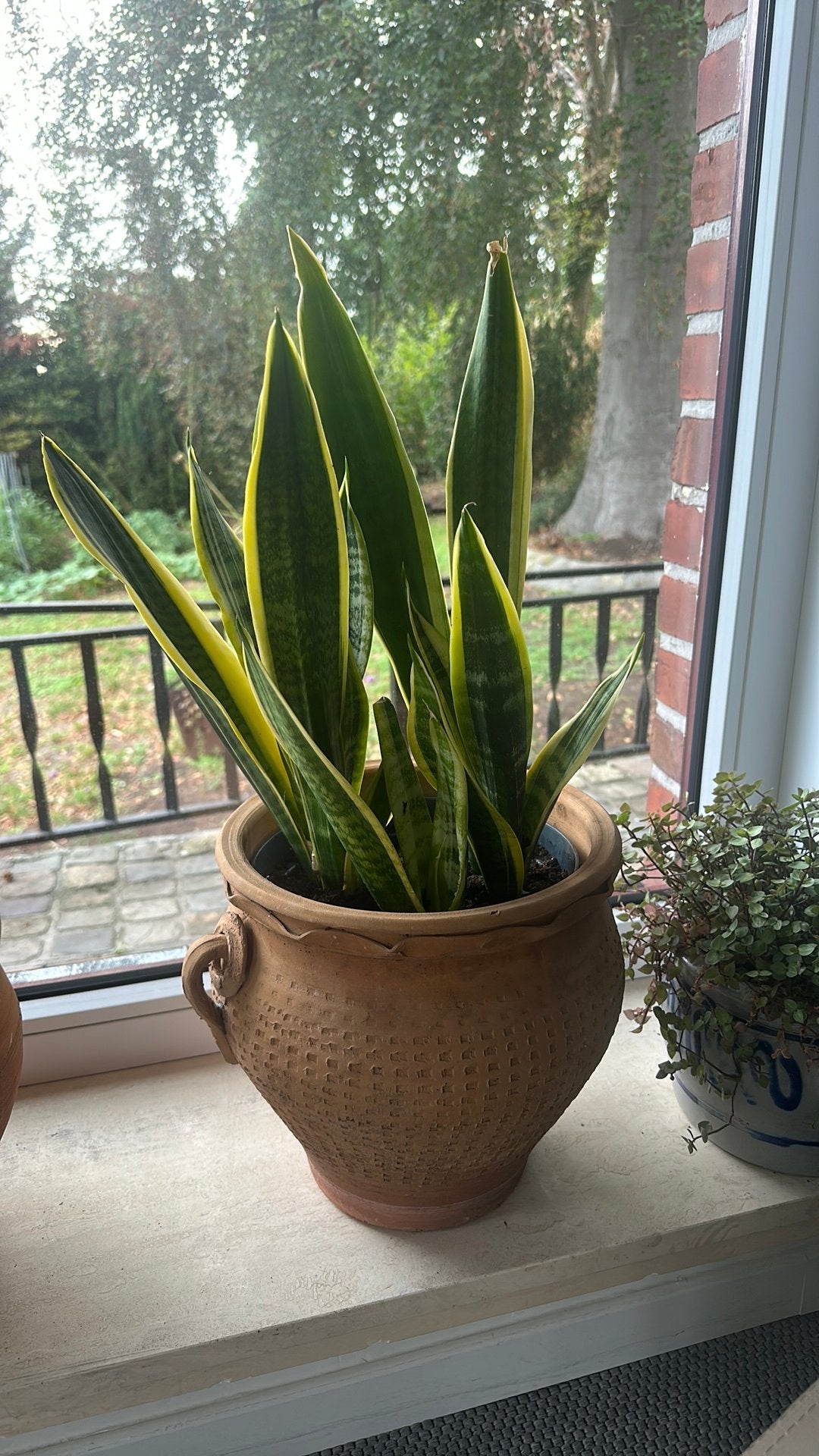 Sanseveria planten met of zonder terracotta potten, Maison & Meubles, Autres espèces, En pot, Moins de 100 cm, Enlèvement