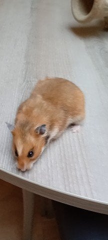 goudhamster vrouwtje 5 €, Animaux & Accessoires, Août, Femelle, Hamster