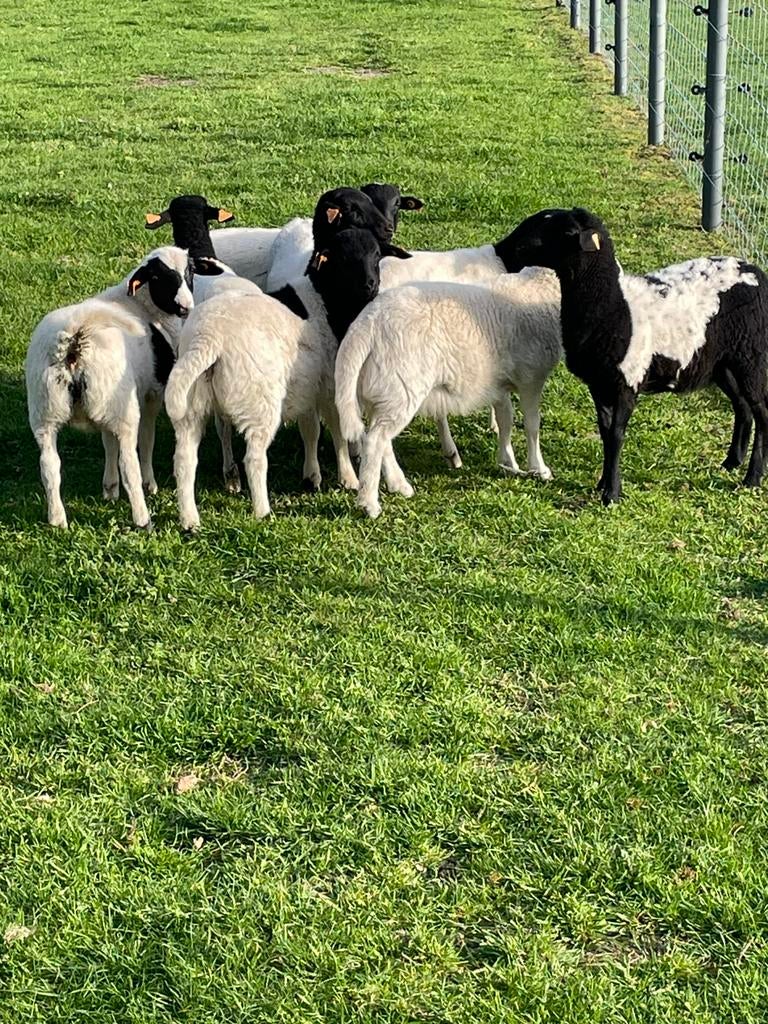 Dorper schapen, Meerdere dieren, Schaap, 0 tot 2 jaar