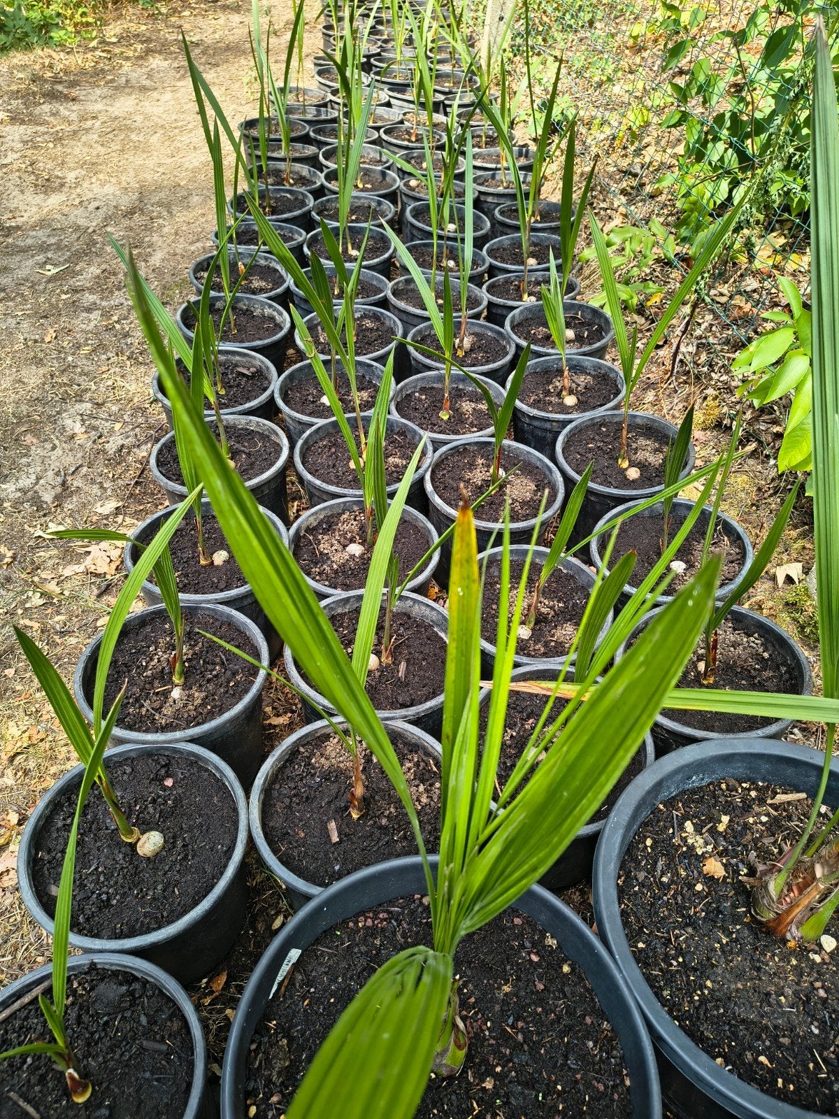 Prachtige Palmbomen Jubaea Chilensis Te Koop Intermassa BV, Ophalen, Winter