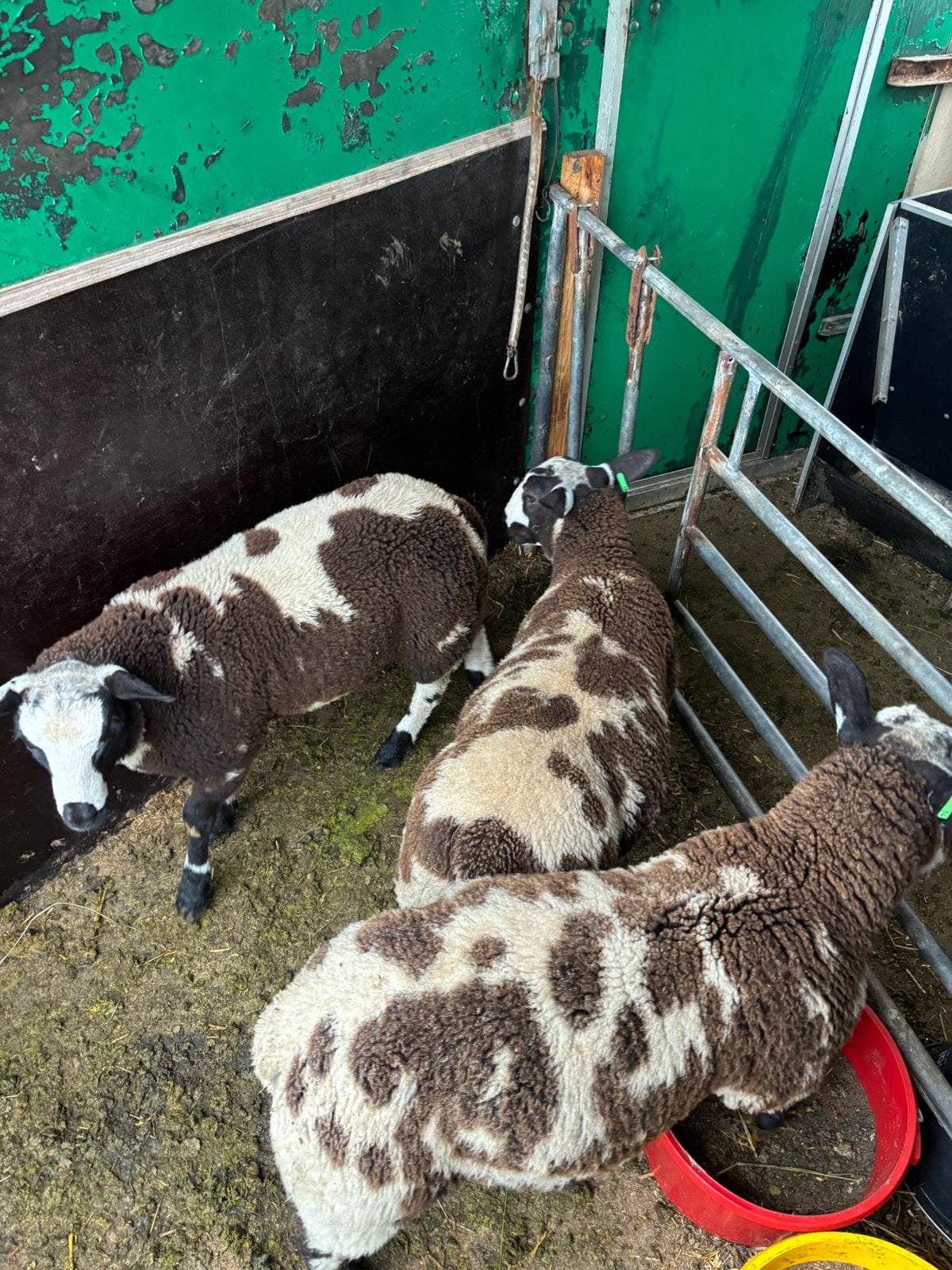 Baggerbonte ramlammen, Dieren en Toebehoren