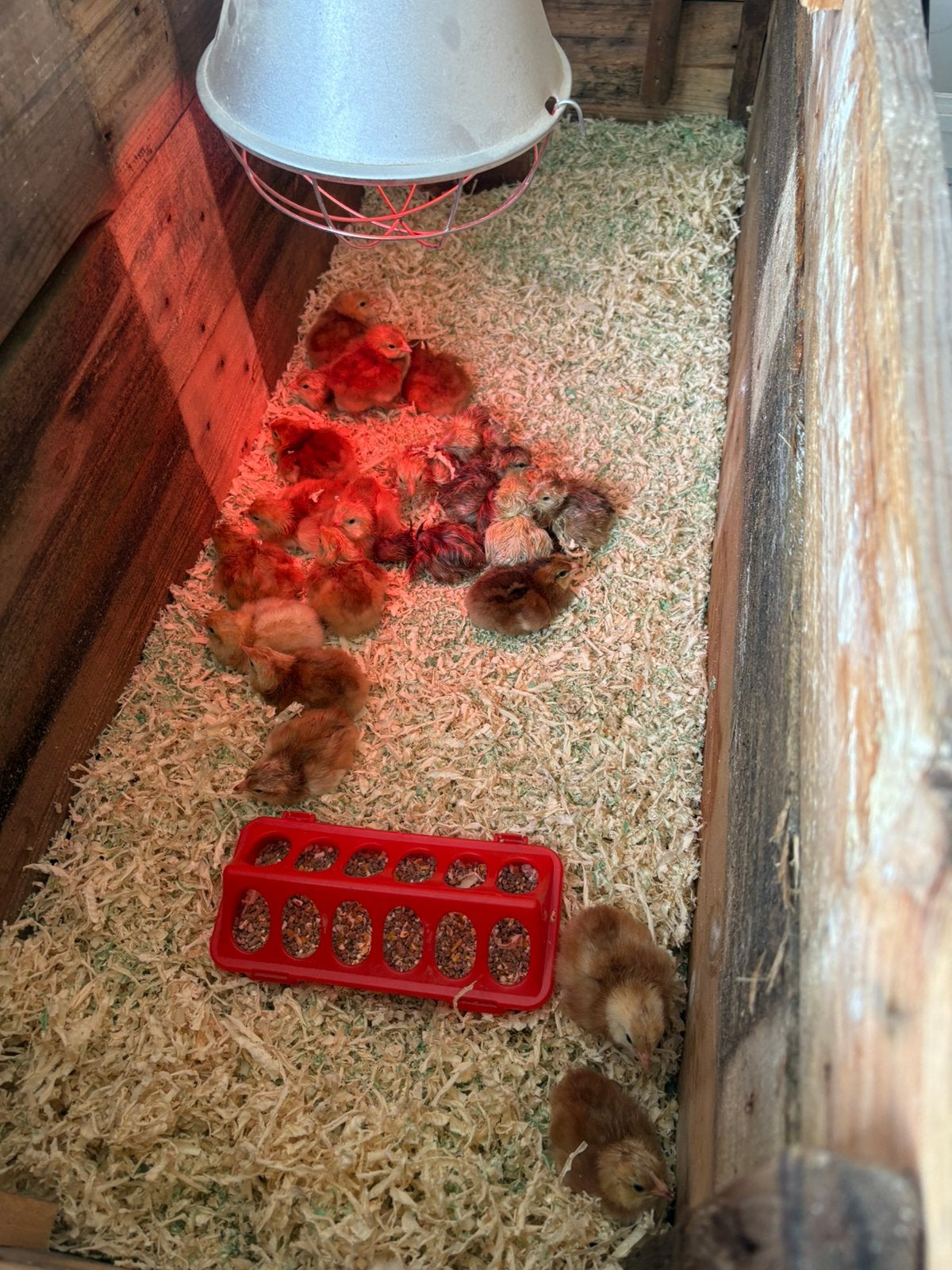 Eendagskuikens te koop, Dieren en Toebehoren, Pluimvee, Kip