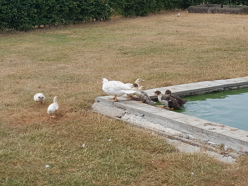 Jonge Barbarie eenden te koop, Dieren en Toebehoren, Pluimvee, Eend