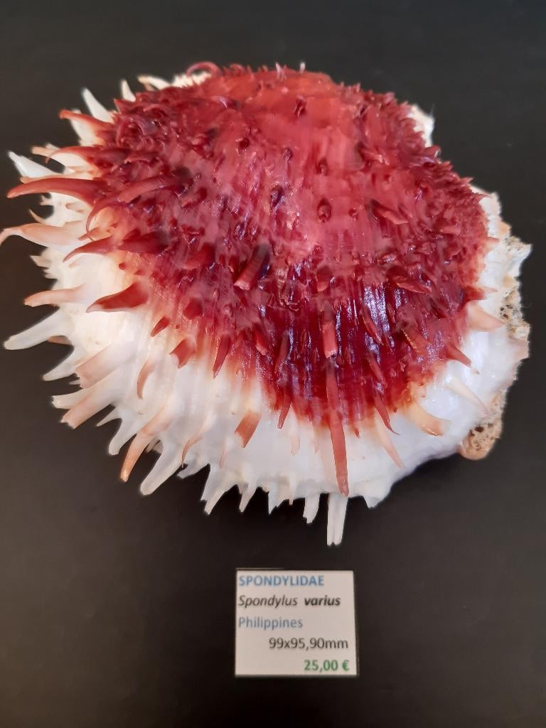 Spondylidae 2, Collections, Enlèvement ou Envoi, Coquillage(s)