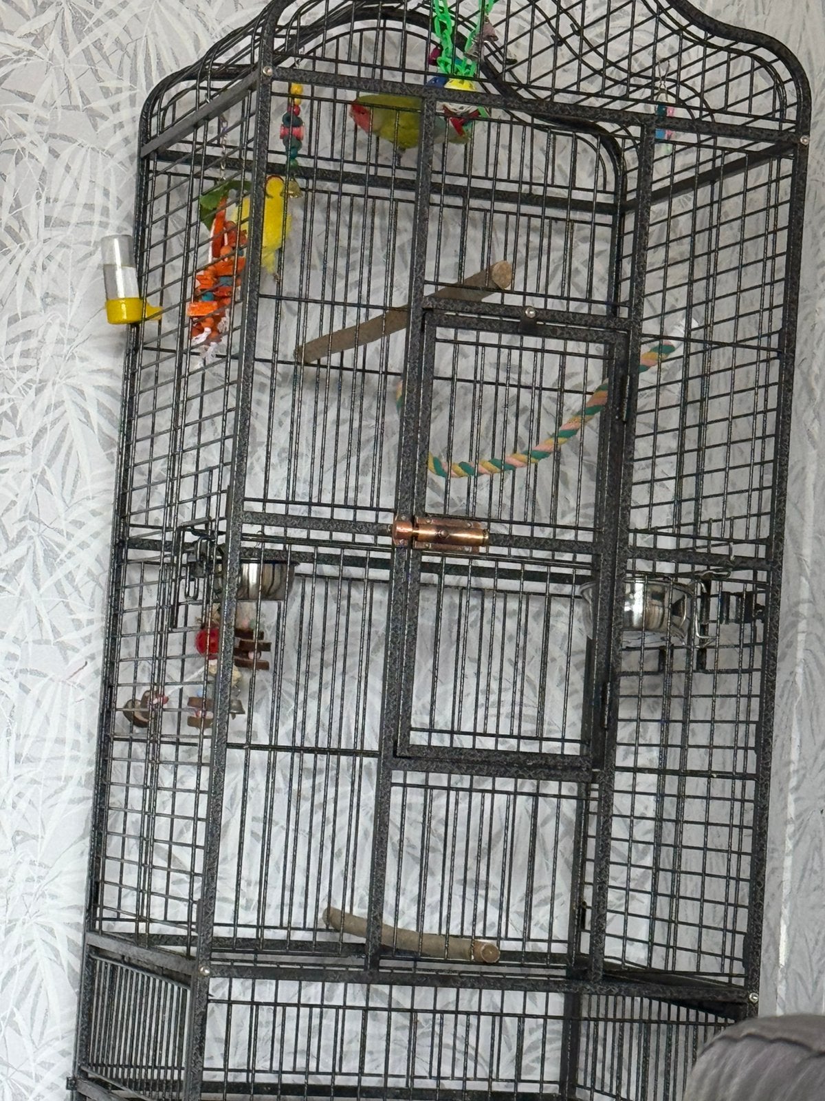 Te koop soorten papegaai, Mâle, Perroquet nain ou Inséparable, Bagué
