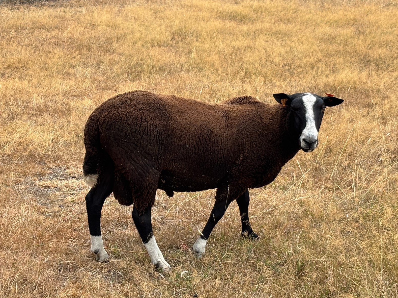 Zwartbles schapen, Dieren en Toebehoren, Schapen, Geiten en Varkens, Meerdere dieren, Schaap, 0 tot 2 jaar