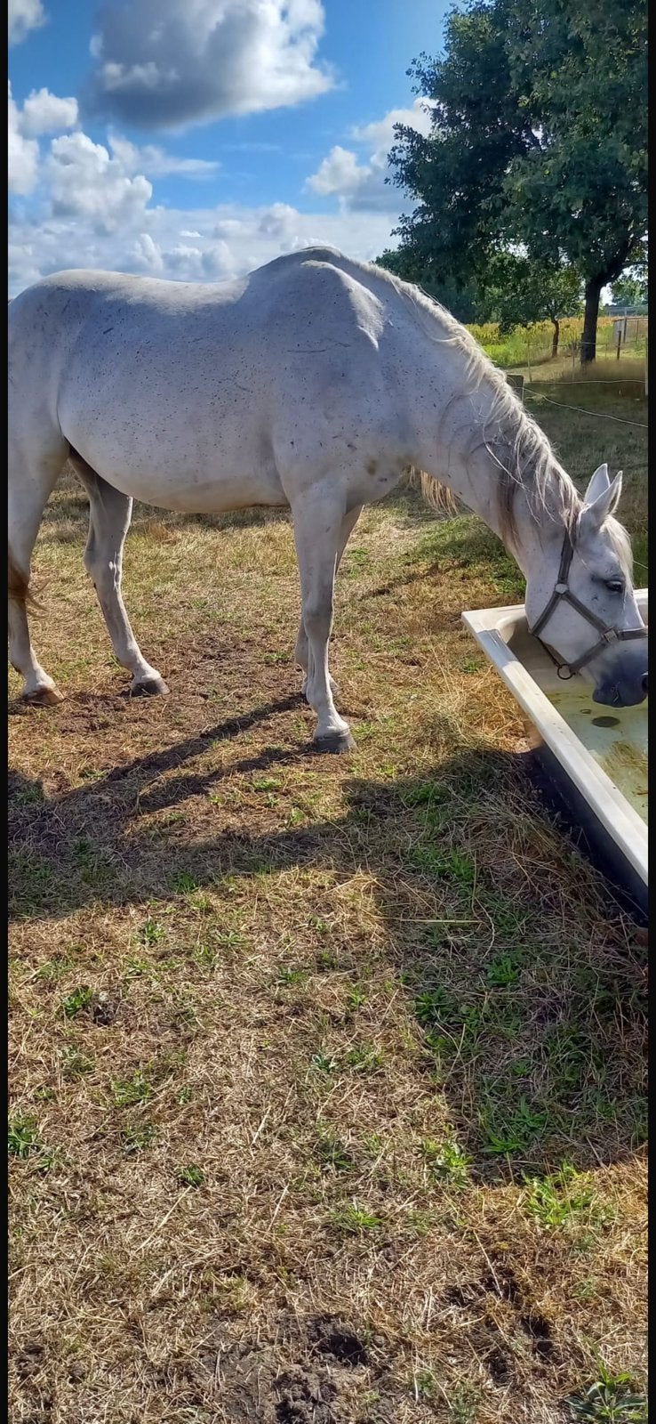 Super braaf paard, Dieren en Toebehoren, Merrie