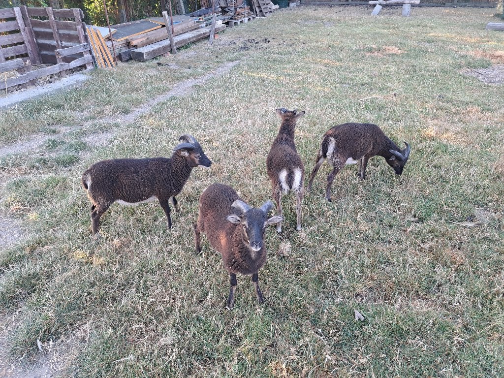soay schaap lammeren, Meerdere dieren, Schaap, 0 tot 2 jaar