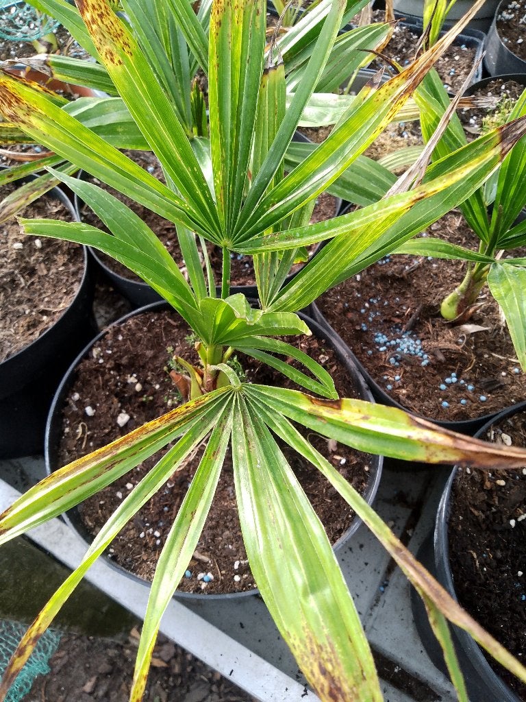 trachycarpus wagnerianus, Ophalen