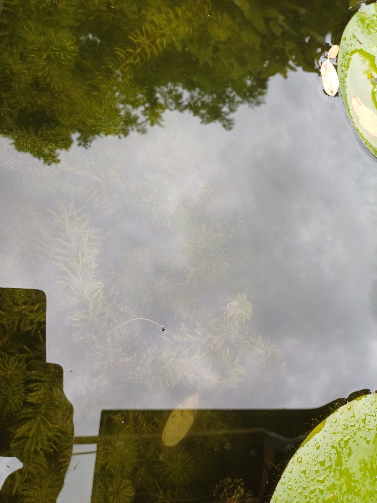 zuurstofplanten / vijverplanten, Tuin en Terras, Vijvers, Ophalen