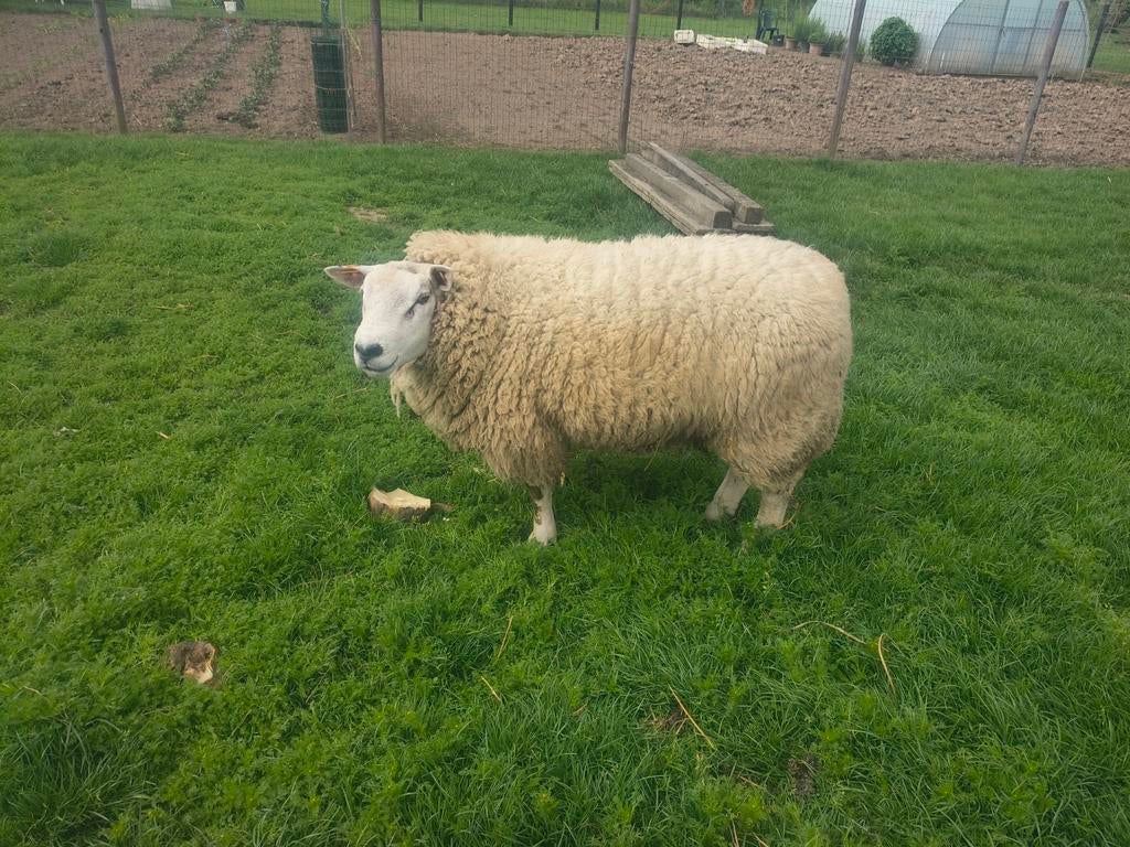 Schapen  lammeren en bok