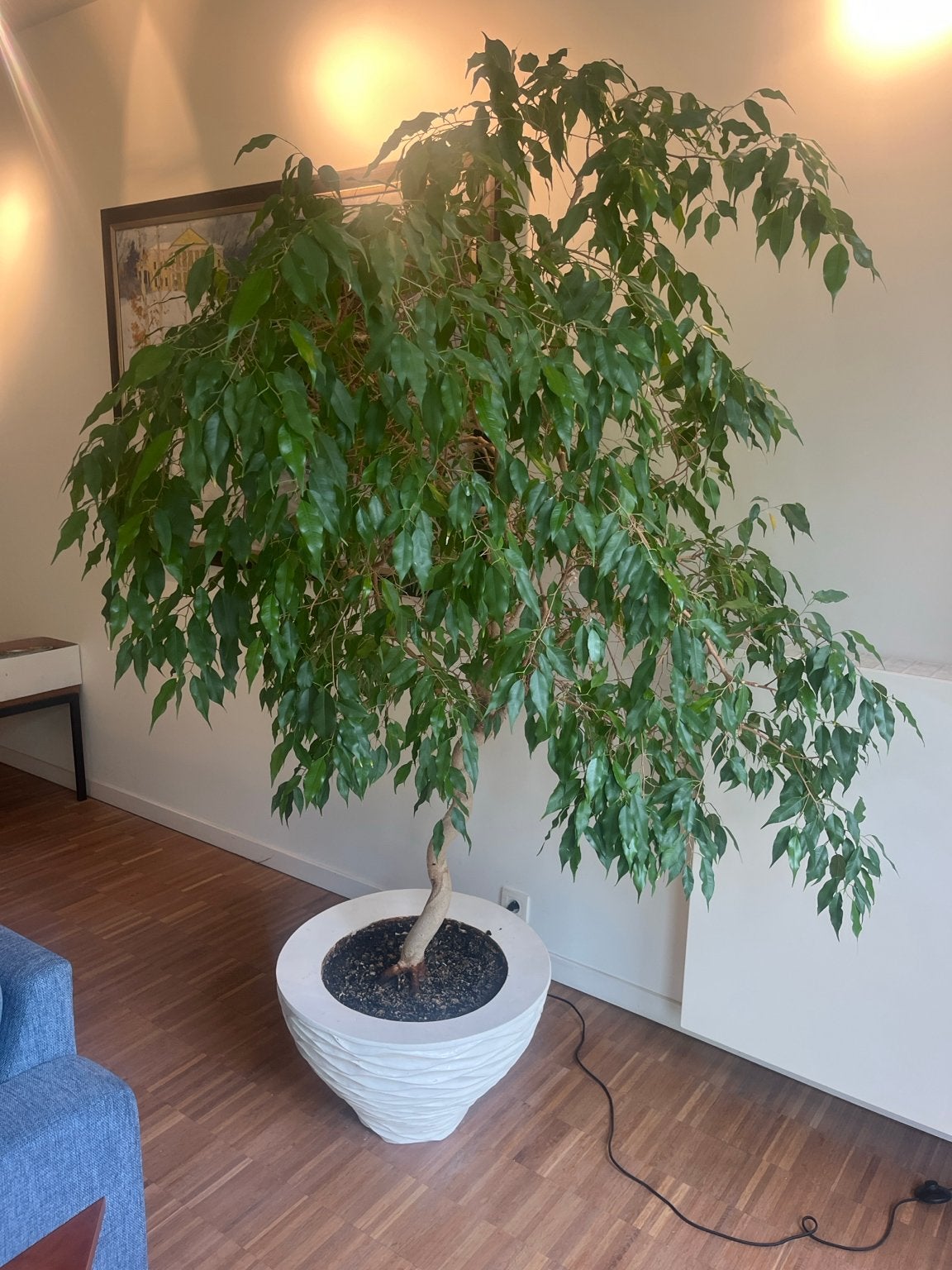 Grote Ficus Benjamina (35 jaar oud) – ca. 2 meter hoog, Jardin & Terrasse, Plantes | Arbres, Enlèvement