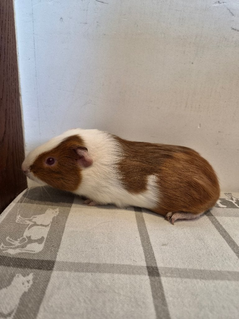 Cavia, Juin, Domestique, Plusieurs animaux, Cobaye
