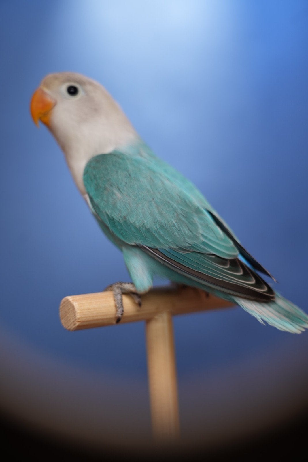Mooie agapornis fischeri pop 2026, Dieren en Toebehoren, Vrouwelijk, Dwergpapegaai of Agapornis, Geringd