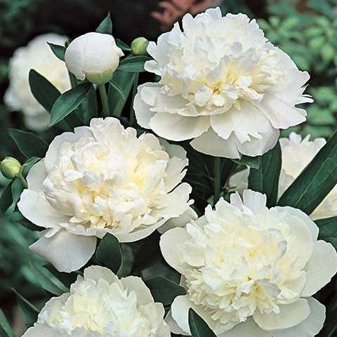 Paeonia officinalis 'Alba Plena', Volle zon, Vaste plant, Lente, Ophalen