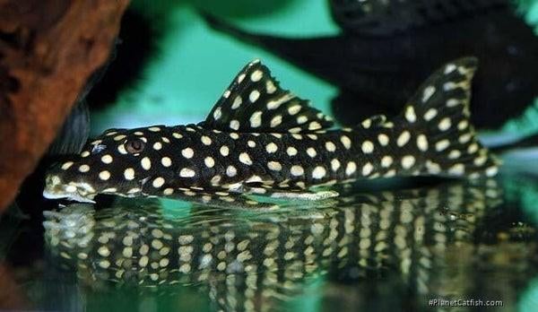 L82, Dieren en Toebehoren, Vissen | Aquariumvissen