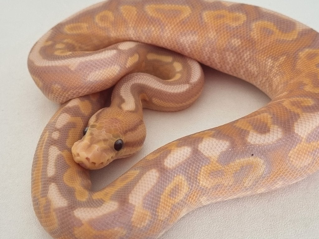 1.0 coral glow cinnamon gravel (spotnose) het clown Ball Python - male for sale from Mex