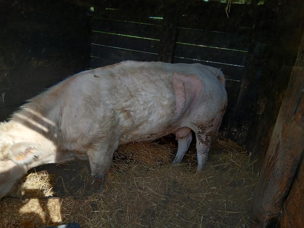 Bwb Koe, Dieren en Toebehoren, Runderen, Vrouwelijk, 3 tot 6 jaar