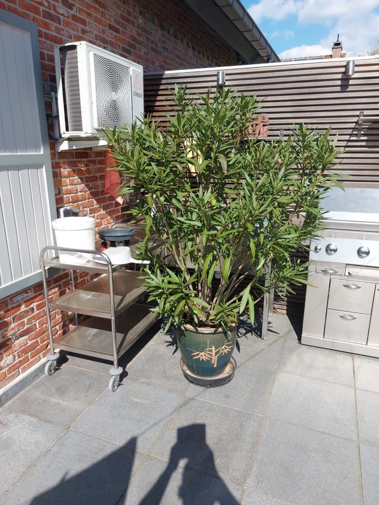 Oleander, Tuin en Terras, Ophalen