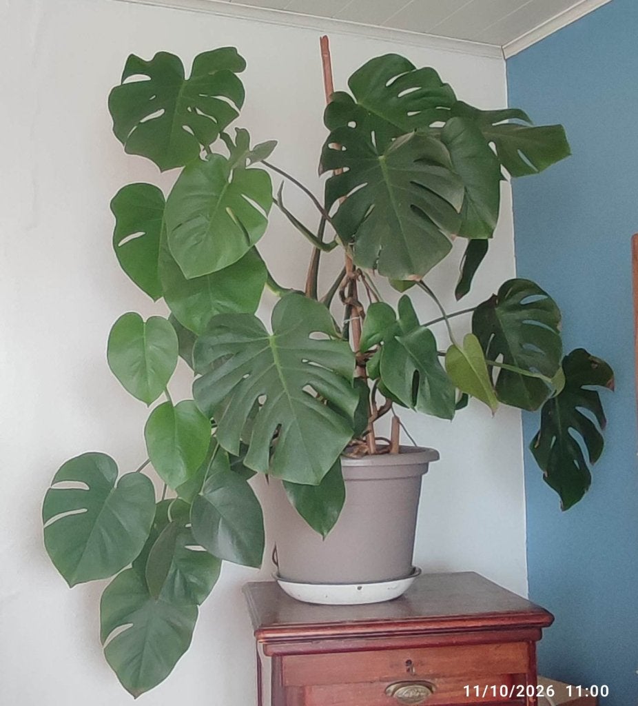 Grande plante monstera, Maison & Meubles, Autres espèces, En pot, Enlèvement, 100 à 150 cm