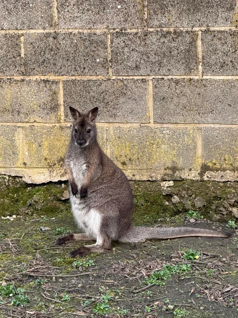 Male de wallaby, Juillet, Mâle