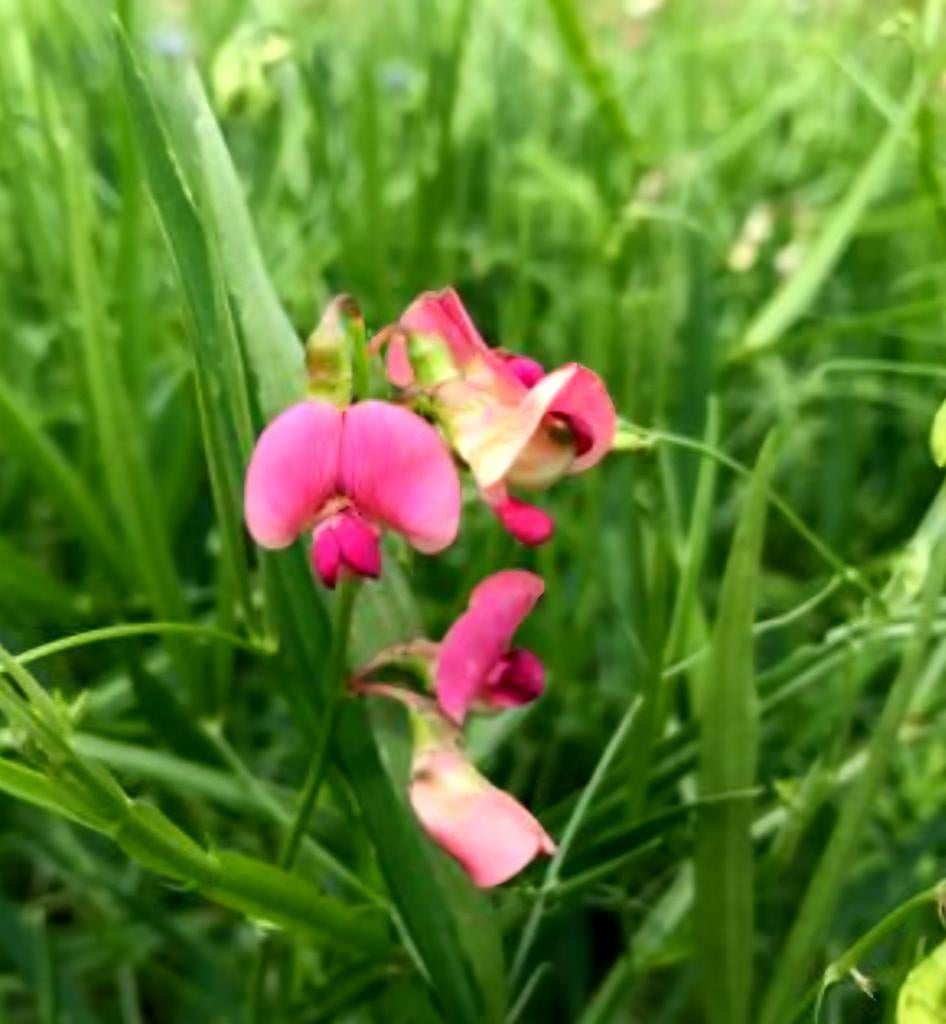 Biologische BosLathyrus Sylvestris Zaden, Tuin en Terras, Bloembollen en Zaden, Ophalen of Verzenden