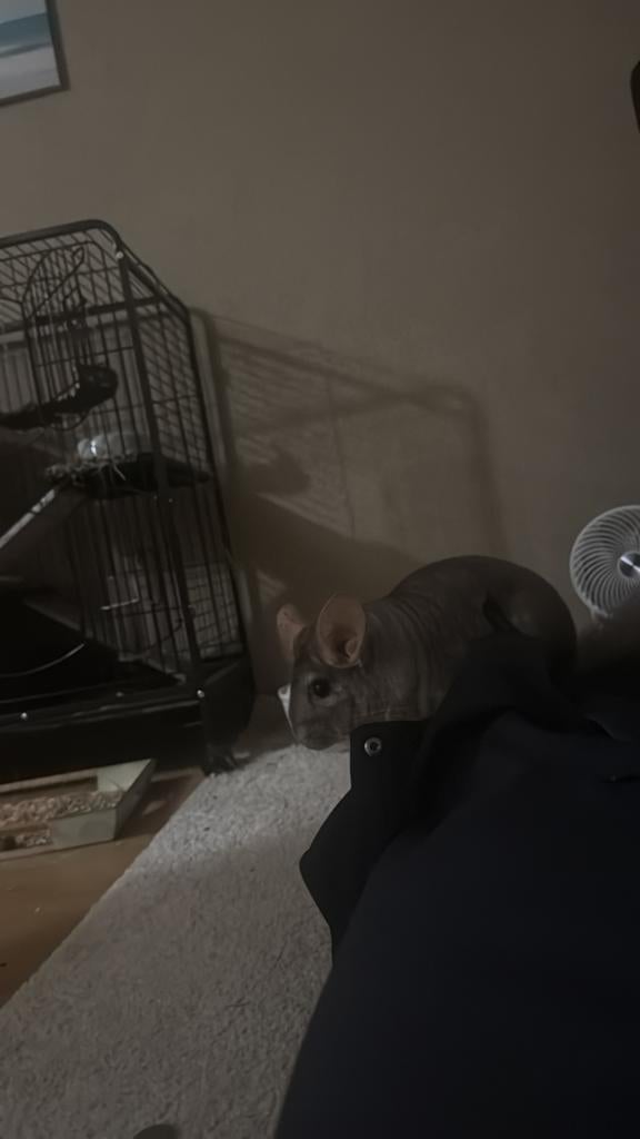 Chinchilla 1an et demi avec cage complète, Animaux & Accessoires, Enlèvement, Comme neuf