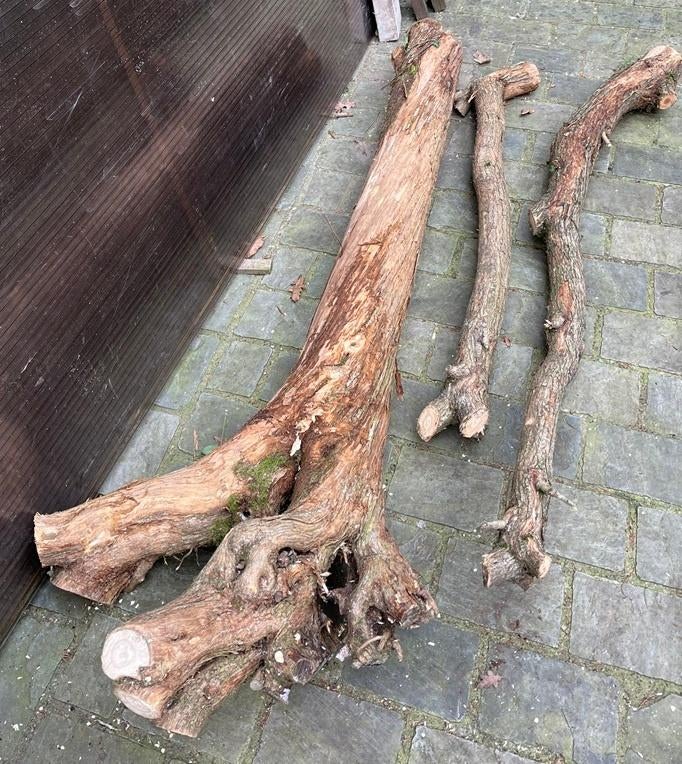 Seringenhout, draaihout, gratis levering(*), Neuf, 50 mm ou plus, Moins de 200 cm, Autres essences de bois