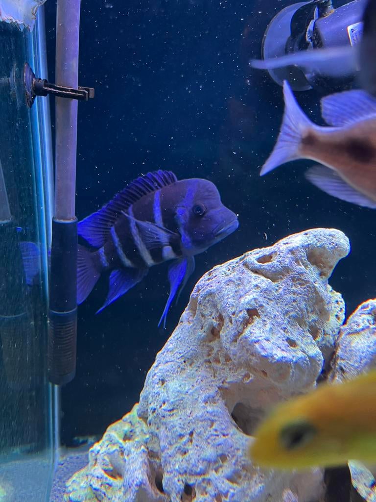 Frontosa