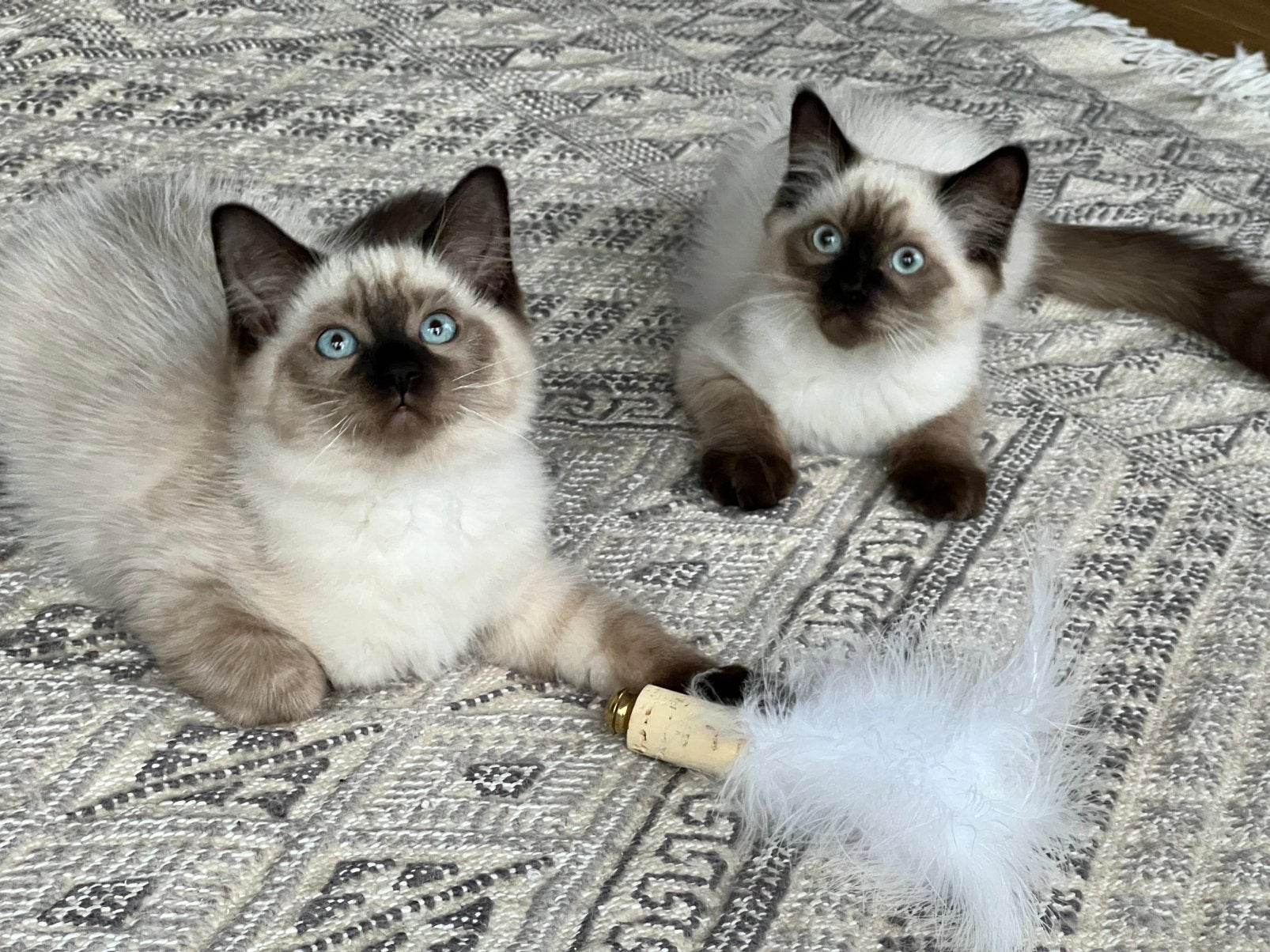 Prachtige Seal Point Ragdoll kittens – Sociaal & speels, Dieren en Toebehoren, Kater, Gechipt, 0 tot 2 jaar