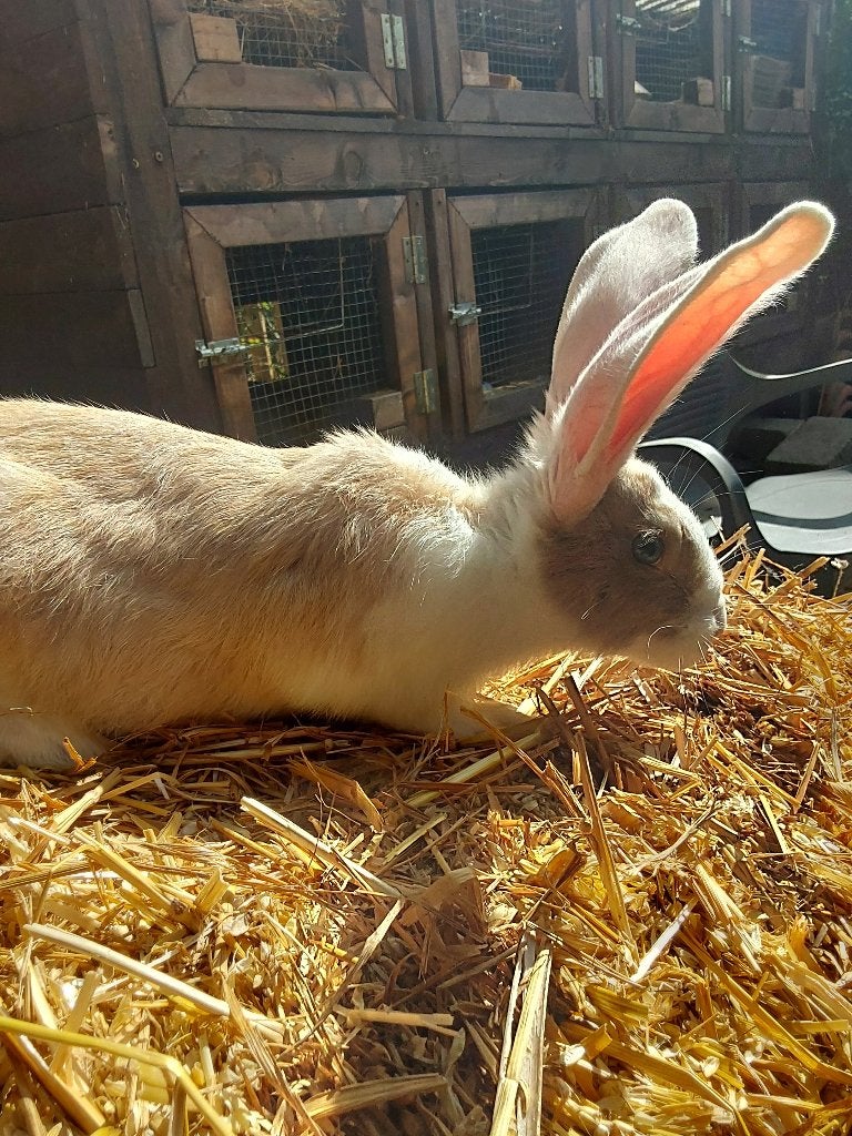 Duits reusje voedstertje Bont met blauwe ogen +/- 8 weken, Dieren en Toebehoren
