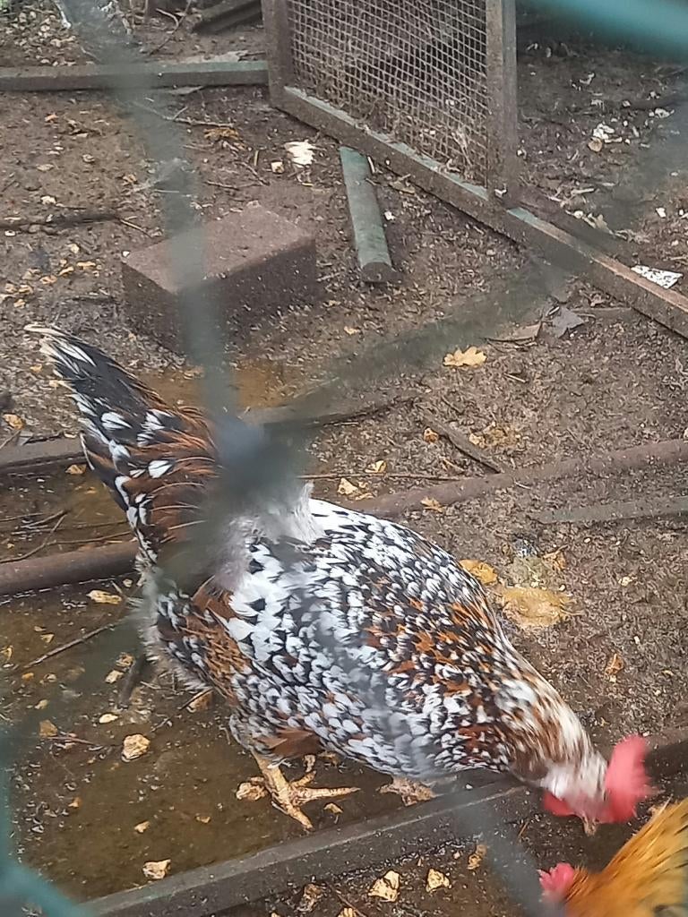 Bijzonder fraaie leghorn hen porselein kleur, Femelle, Poule ou poulet