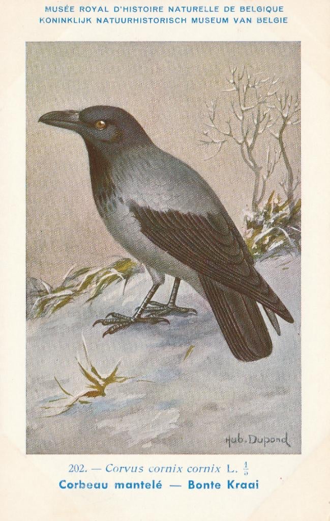 BONTE  KRAAI, Verzenden, Ongelopen, Vogel