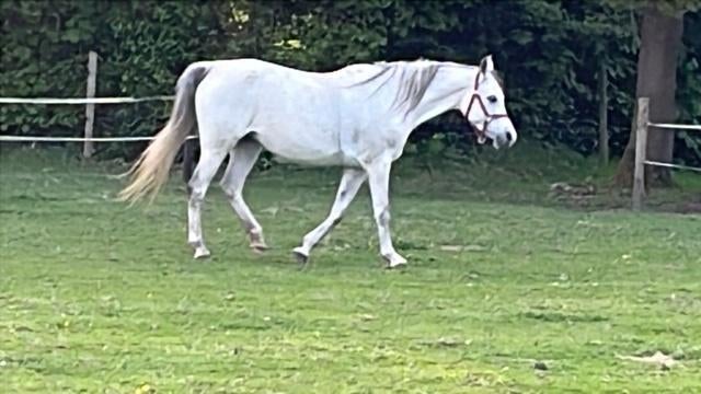 Plekje ( pension) vrij op mijn weide., Dieren en Toebehoren, Stalling, 1 paard of pony