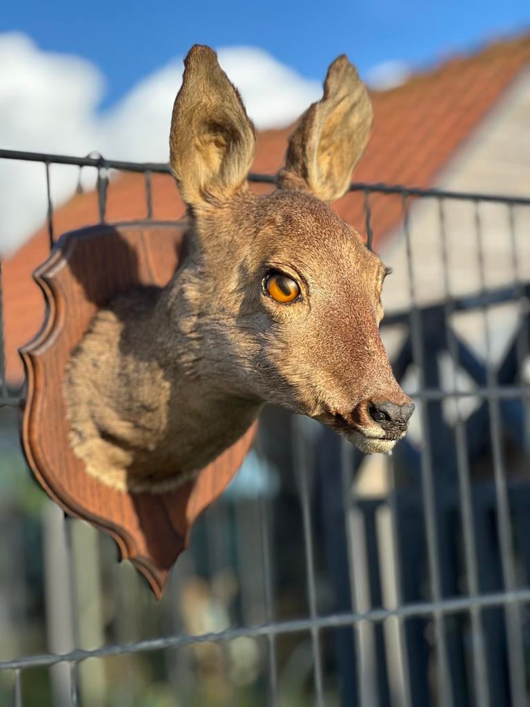 Hertenkop taxidermie reebok, Antiek en Kunst, Ophalen