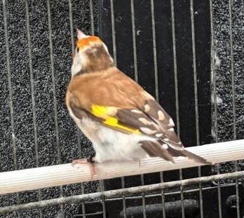 Distelvink pop